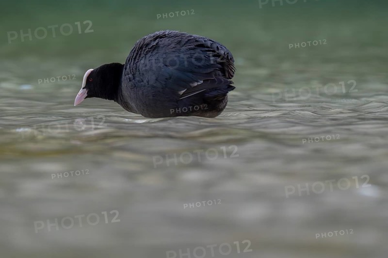 Close-up of a coot (Fulica atra) standing in the shallow water of Lake Dürrensee, Dolomites, South Tyrol, Italy