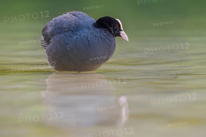 Close-up of a coot (Fulica atra) standing in the shallow water of Lake Dürrensee, Dolomites, South Tyrol, Italy
