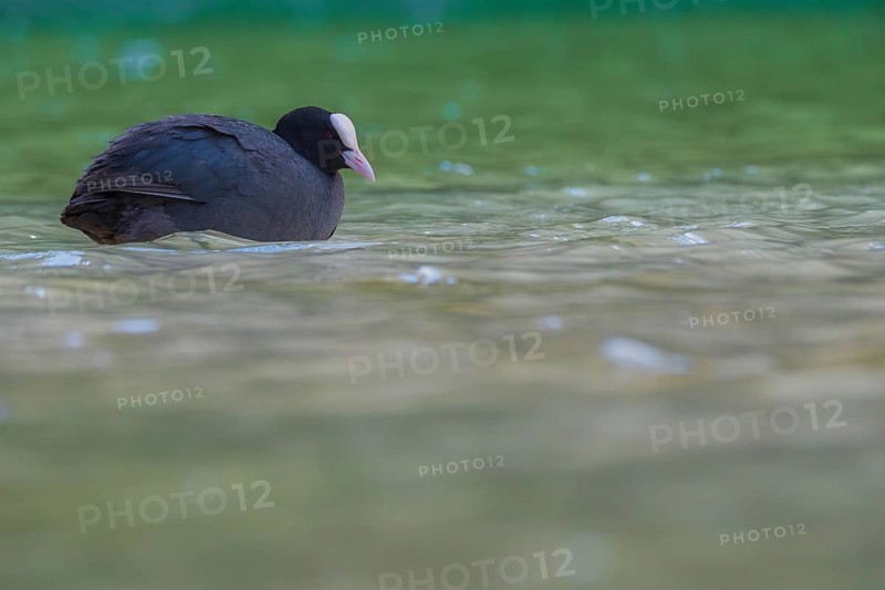 Close-up of a coot (Fulica atra) swimming in the shallow waters of Lake Dürrensee, Dolomites, South Tyrol, Italy