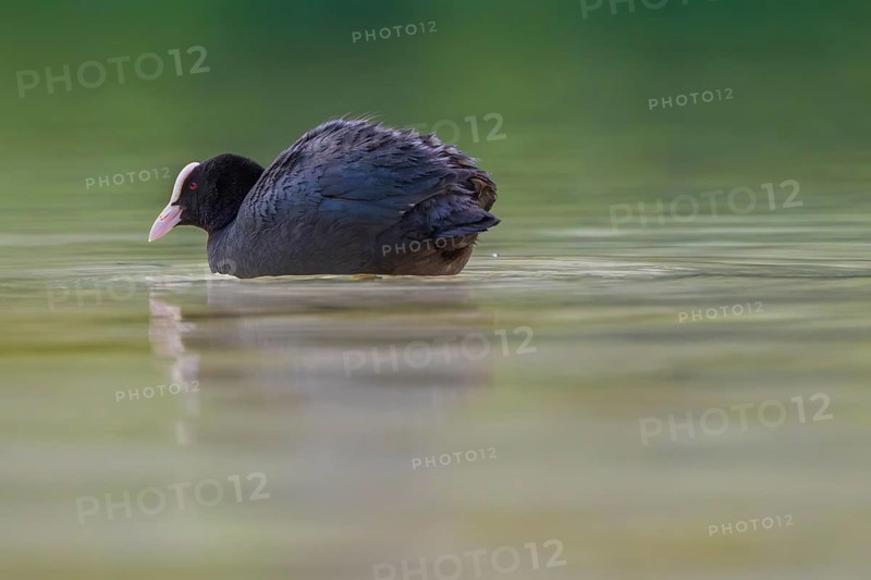 Close-up of a coot (Fulica atra) swimming in the shallow waters of Lake Dürrensee, Dolomites, South Tyrol, Italy