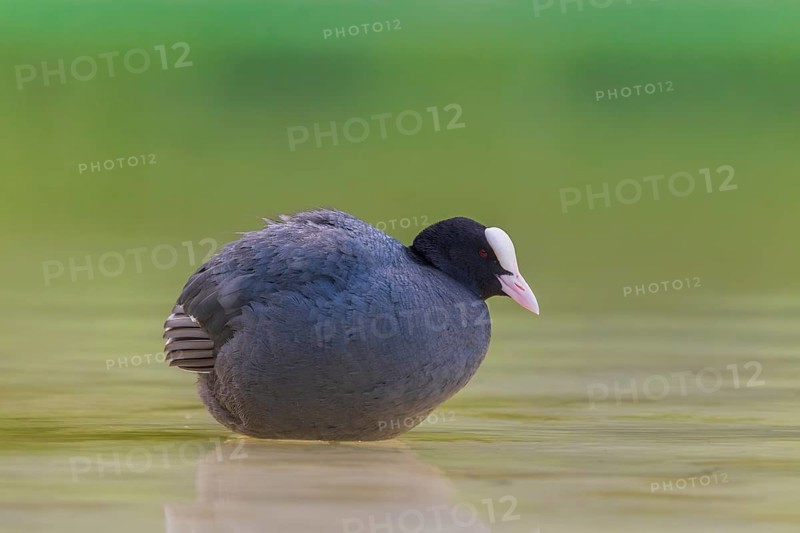 Close-up of a coot (Fulica atra) standing in the shallow water of Lake Dürrensee, Dolomites, South Tyrol, Italy