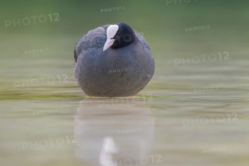 Close-up of a coot (Fulica atra) standing in the shallow water of Lake Dürrensee, Dolomites, South Tyrol, Italy
