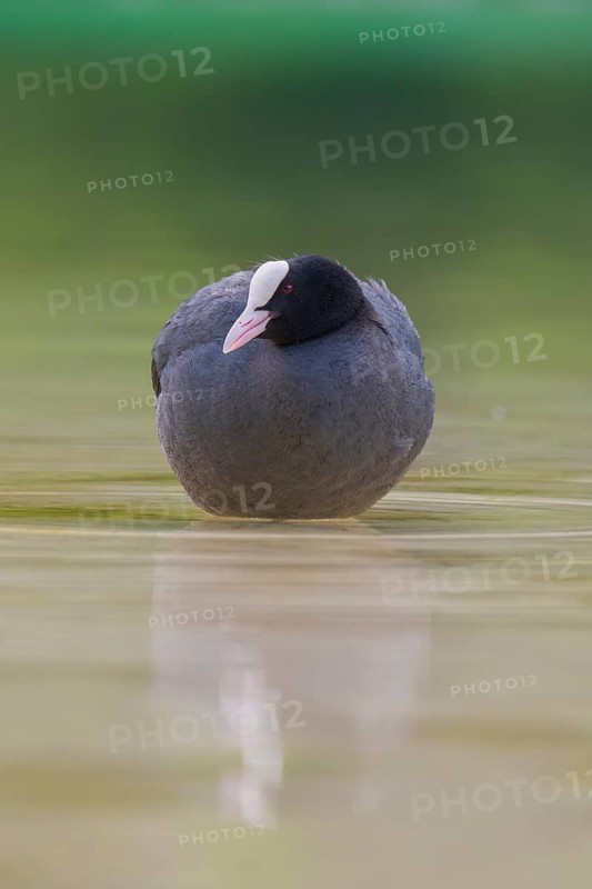 Close-up of a coot (Fulica atra) standing in the shallow water of Lake Dürrensee, Dolomites, South Tyrol, Italy