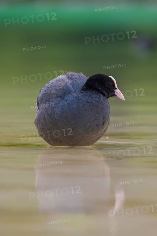Close-up of a coot (Fulica atra) standing in the shallow water of Lake Dürrensee, Dolomites, South Tyrol, Italy
