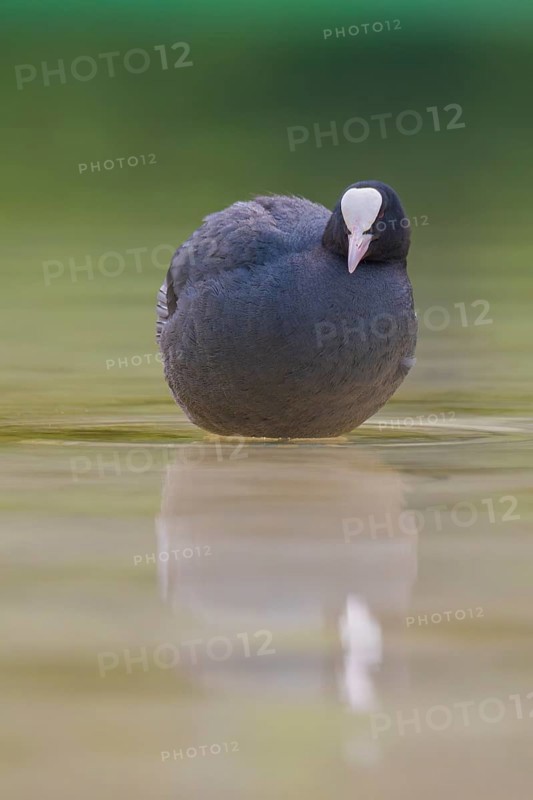 Close-up of a coot (Fulica atra) standing in the shallow water of Lake Dürrensee, Dolomites, South Tyrol, Italy