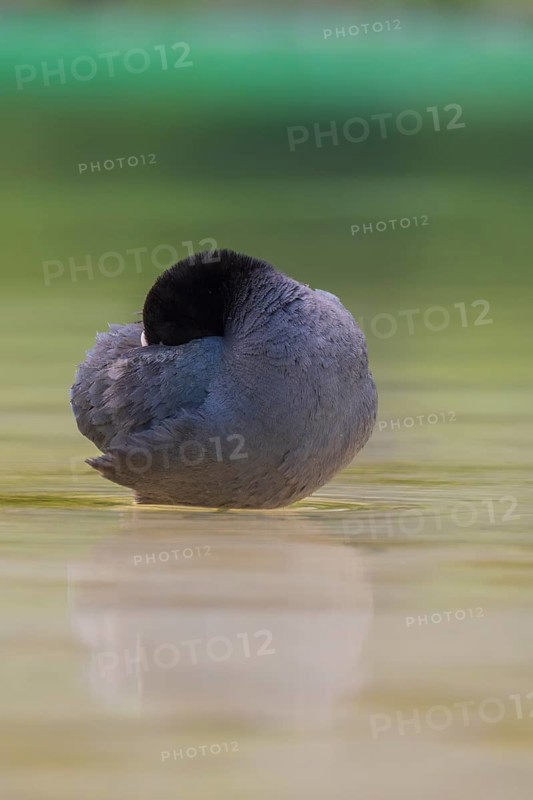Close-up of a coot (Fulica atra) standing in the shallow water of Lake Dürrensee and sticking its head into its feathers, Dolomites, South Tyrol, Italy