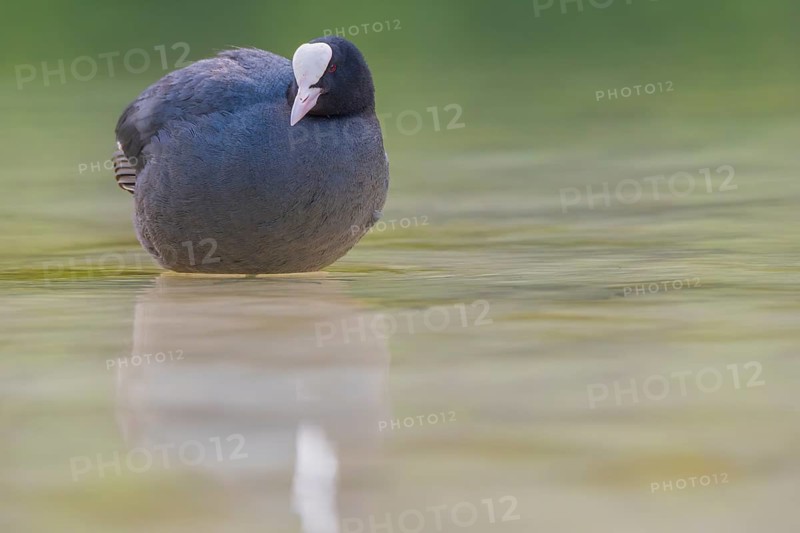 Close-up of a coot (Fulica atra) standing in the shallow water of Lake Dürrensee, Dolomites, South Tyrol, Italy