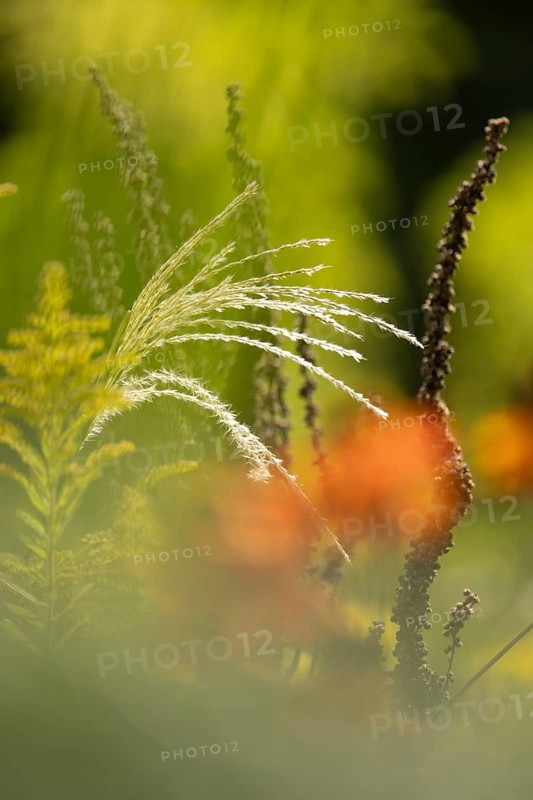 Japanese silver grass (Miscanthus sinensis), curved stems in a late autumnal look with blurred orange flower in the foreground and delicate bokeh background, Dortmund, North Rhine-Westphalia, Germany