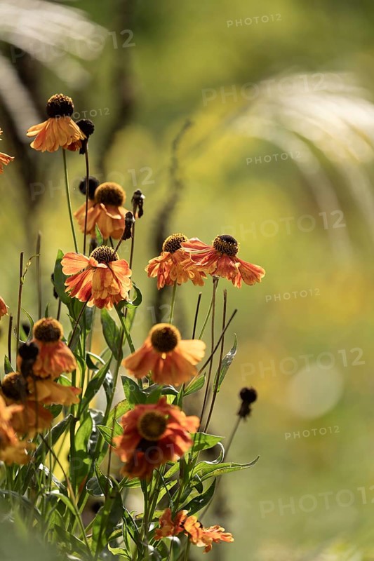Sunflower (Helenium autumnale), faded orange flower heads with hanging flowers, backlit with an autumnal look, filigree background in soft shades of yellow and green, Dortmund, North Rhine-Westphalia, Germany