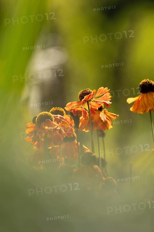 Sunflower (Helenium hybridum), faded orange flower heads with drooping petals, atmospheric play of light and soft background, Dortmund, North Rhine-Westphalia, Germany