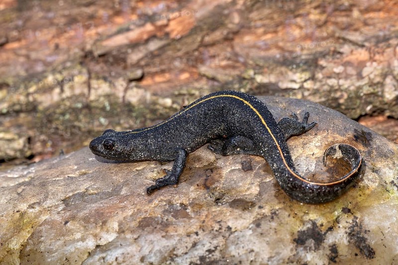 Alpine crested newt (Triturus carnifex), or Italian crested newt, Littlewood Ranch, Limbach, Burgenland, Austria