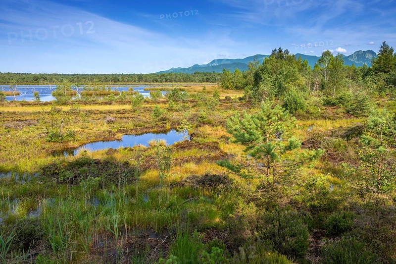 Sterntaler Filze, renaturalised peat extraction, nature reserve, Sterntaler Filze, Bad Feilnbach, Bavaria, Germany