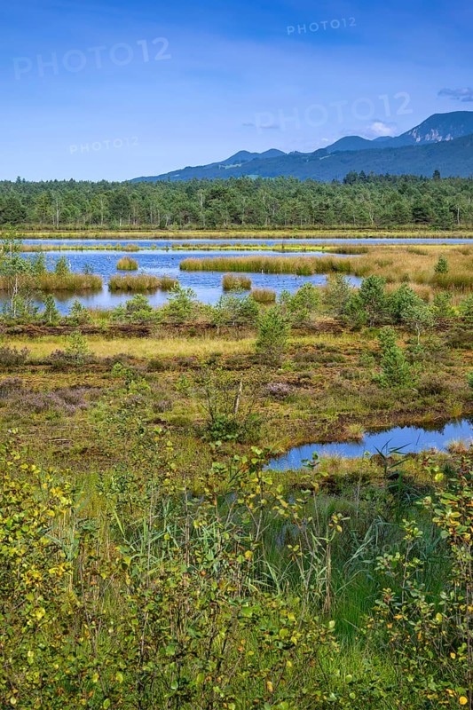 Sterntaler Filze, renaturalised peat extraction, nature reserve, Sterntaler Filze, Bad Feilnbach, Bavaria, Germany