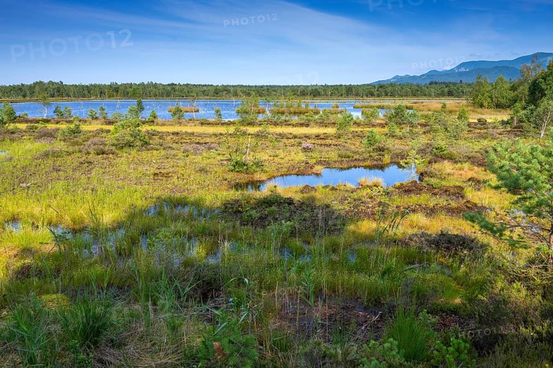 Sterntaler Filze, renaturalised peat extraction, nature reserve, Sterntaler Filze, Bad Feilnbach, Bavaria, Germany