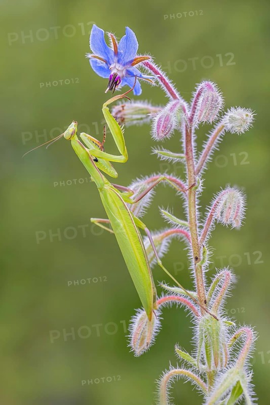 Praying mantis (Mantis religiosa), Littlewood-Ranch, Limbach, Burgenland, Austria