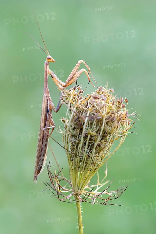 Praying mantis (Mantis religiosa), Littlewood-Ranch, Limbach, Burgenland, Austria