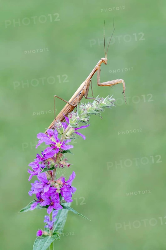 Praying mantis (Mantis religiosa), Littlewood-Ranch, Limbach, Burgenland, Austria