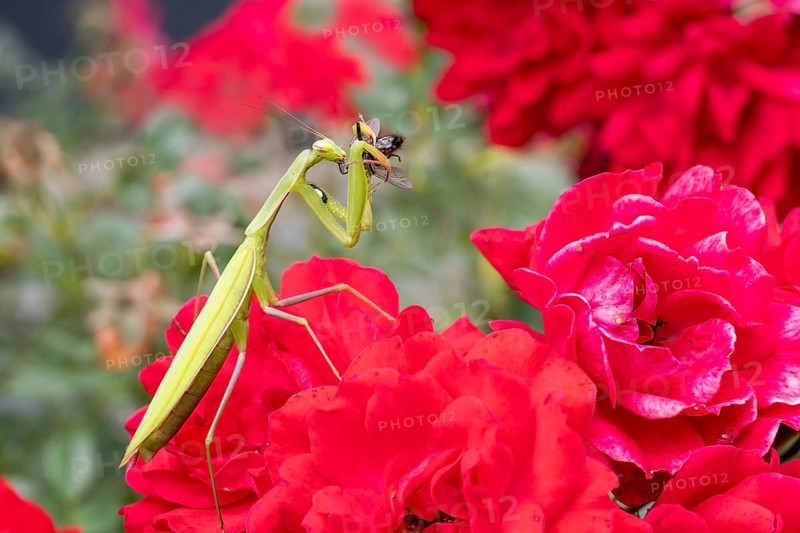 Praying mantis (Mantis religiosa), with prey, Littlewood-Ranch, Limbach, Burgenland, Austria