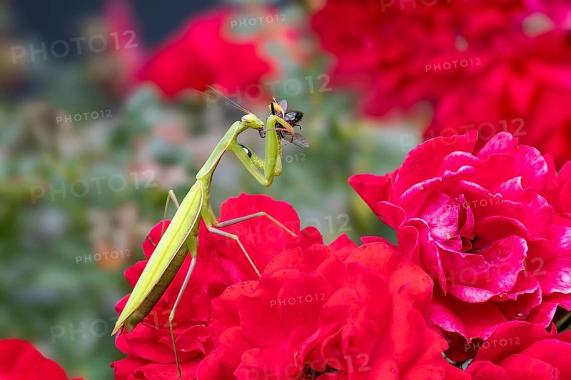 Praying mantis (Mantis religiosa), with prey, Littlewood-Ranch, Limbach, Burgenland, Austria