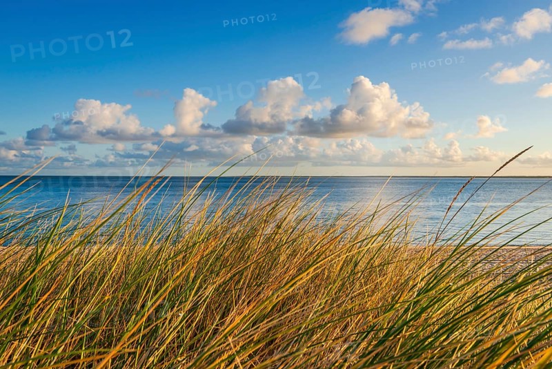 Beach grass (Ammophila arenaria), dune grass in the morning sun, North Sea, Sylt