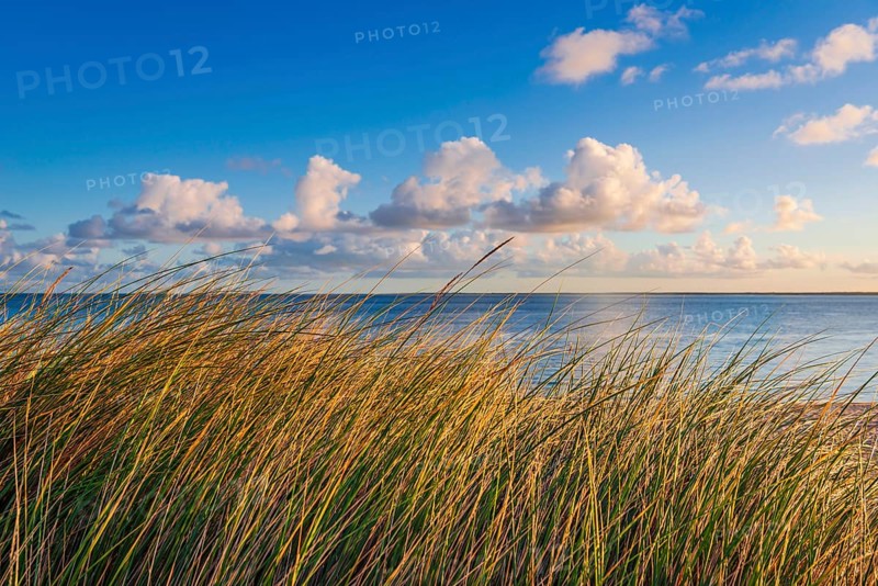 Beach grass (Ammophila arenaria), dune grass in the morning sun, North Sea, Sylt