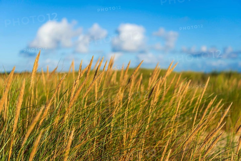 Beach grass (Ammophila arenaria) in the morning light, dunes, dune grass, North Sea, Sylt
