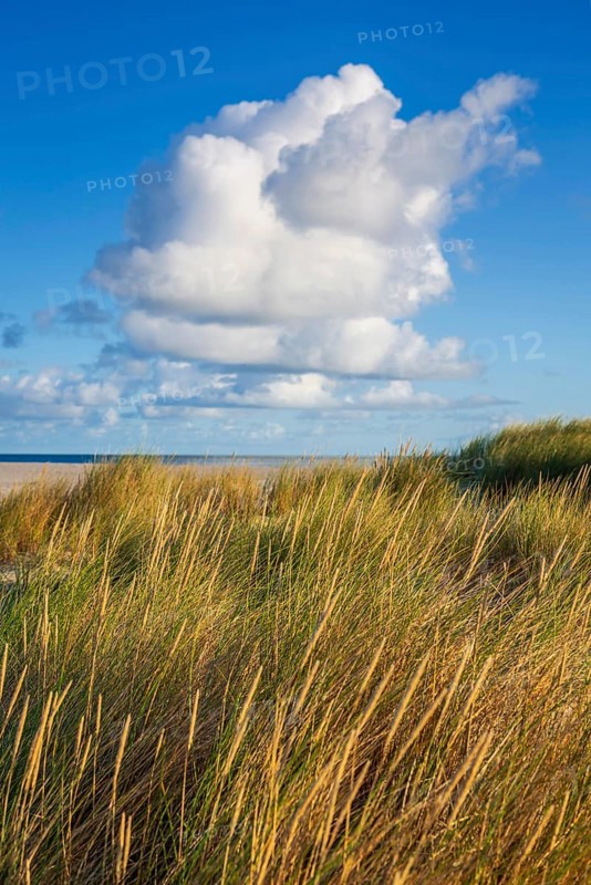 Beach grass (Ammophila arenaria), cloud, morning light, dunes, dune grass, North Sea, Sylt