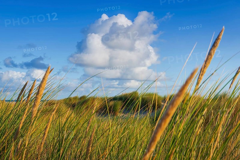 Beach grass (Ammophila arenaria), cloud, morning light, dunes, dune grass, North Sea, Sylt