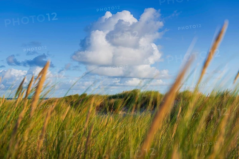 Beach grass (Ammophila arenaria), cloud, morning light, dunes, dune grass, North Sea, Sylt