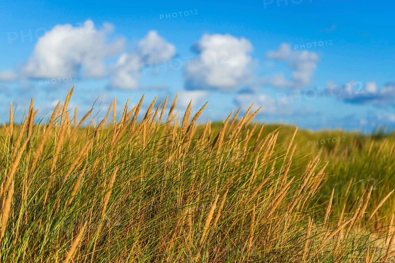Beach grass (Ammophila arenaria) in the morning light, dunes, dune grass, North Sea, Sylt