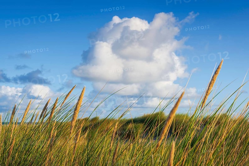Beach grass (Ammophila arenaria), cloud, morning light, dunes, dune grass, North Sea, Sylt
