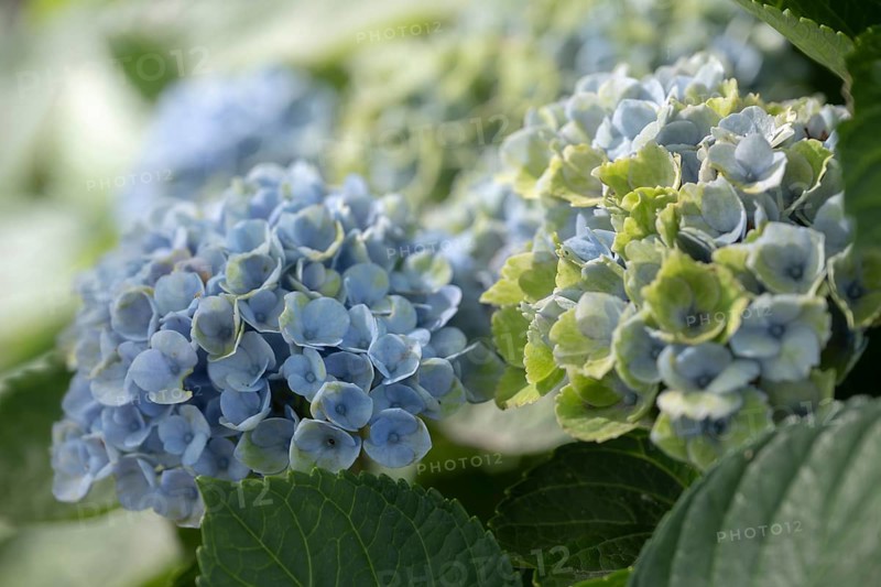 Hydrangea (Hydrangea macrophylla), flowering shrub with blue-violet and greenish inflorescences in various stages of maturity, soft light and gentle background gradient, Dortmund, North Rhine-Westphalia, Germany