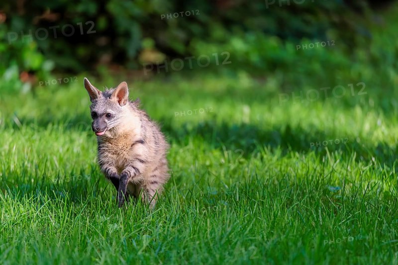 An aardwolf (Proteles cristatus) runs across a green meadow. In the background is green vegetation. Captive