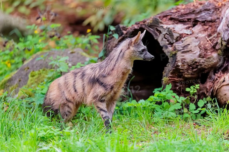 An aardwolf (Proteles cristatus) runs across a green meadow. In the background are rotting tree trunks and green vegetation. Captive