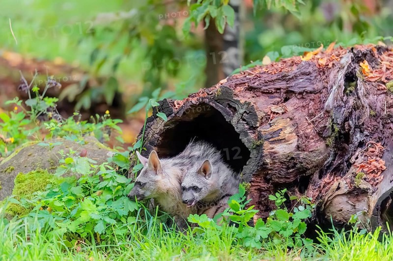 Two young aardwolves (Proteles cristatus) play in a hollow, decaying tree trunk. Captive
