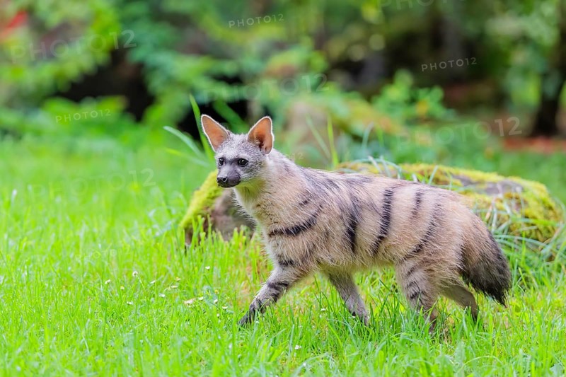 An aardwolf (Proteles cristatus) runs across a green meadow. In the background are rotting tree trunks and green vegetation. Captive