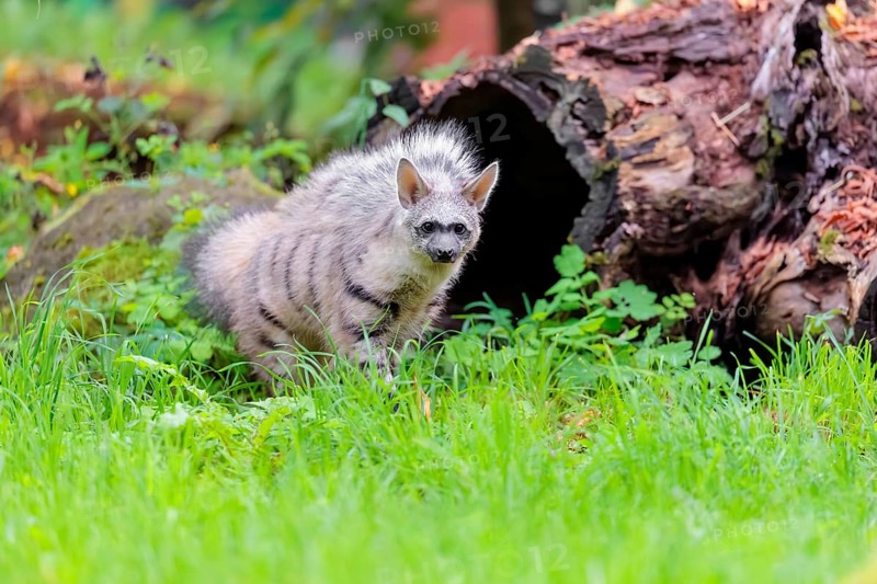 An aardwolf (Proteles cristatus) stands with its mane raised on a green meadow in front of a hollow, rotten tree trunk. Captive