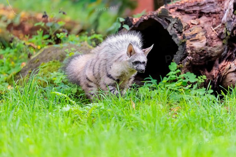 An aardwolf (Proteles cristatus) stands with its mane raised on a green meadow in front of a hollow, rotten tree trunk. Captive