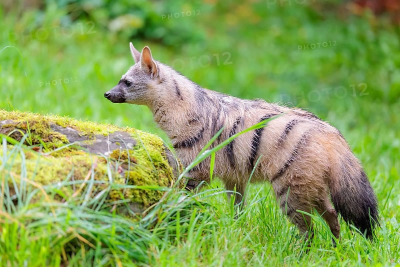 An aardwolf (Proteles cristatus) stands in a green meadow behind a mossy rock at the edge of the forest. Captive