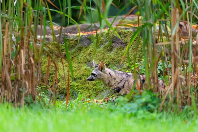 An aardwolf (Proteles cristatus) runs across a green meadow. In the background are rocks and green vegetation. Captive