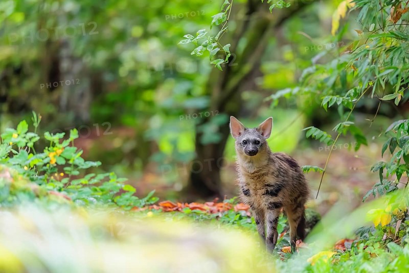 An aardwolf (Proteles cristatus) stands in a green forest, looking at the camera. Captive