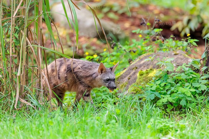 An aardwolf (Proteles cristatus) runs through dense vegetation. Captive