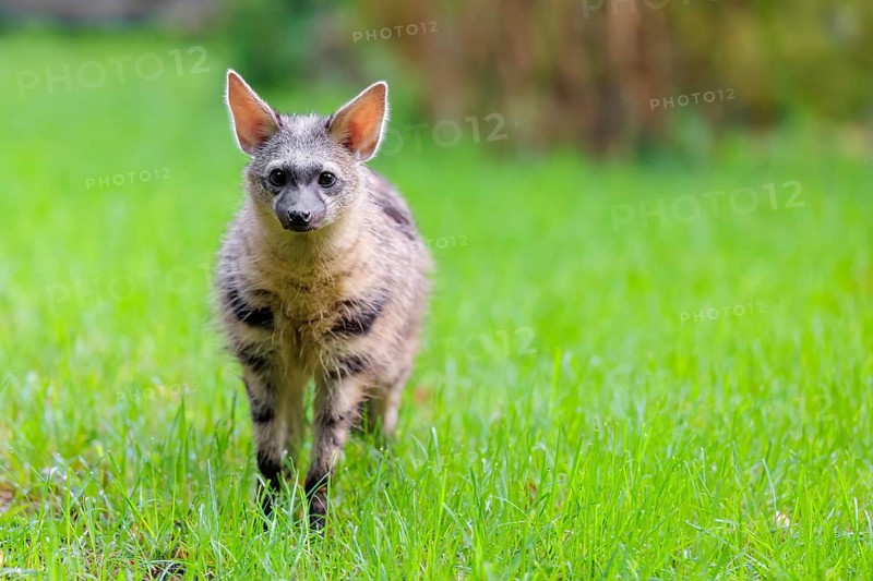 An aardwolf (Proteles cristatus) stands in a green meadow, looking at the camera. In the background is green vegetation. Captive