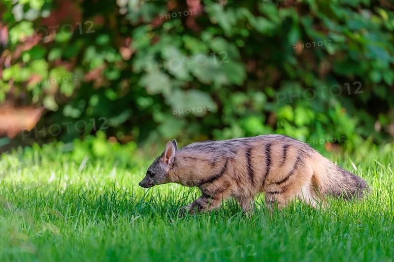 An aardwolf (Proteles cristatus) runs across a green meadow. In the background is green vegetation. Captive
