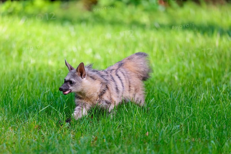 An aardwolf (Proteles cristatus) runs across a green meadow. In the background is green vegetation. Captive