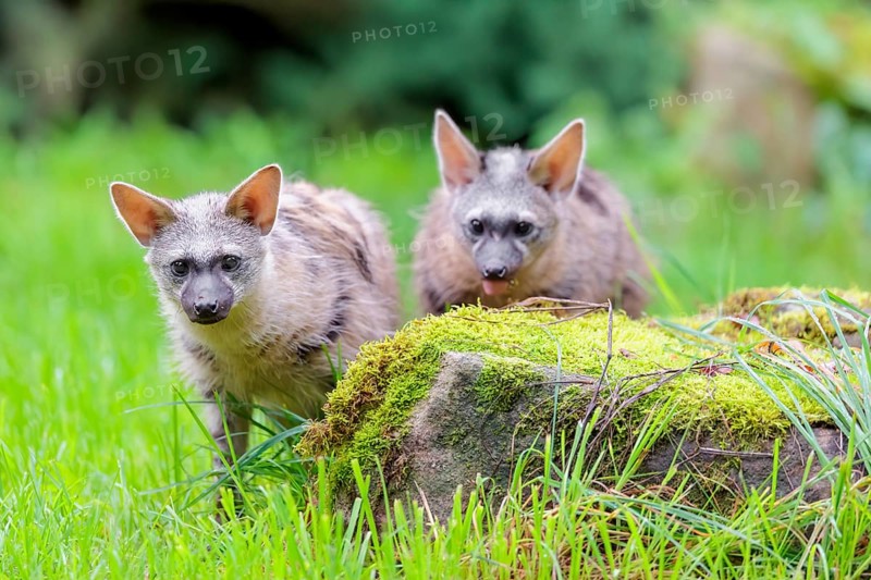 Two aardwolves (Proteles cristatus) search for food on a moss-covered rock in a green meadow in front of a hollow, decaying tree trunk. Captive