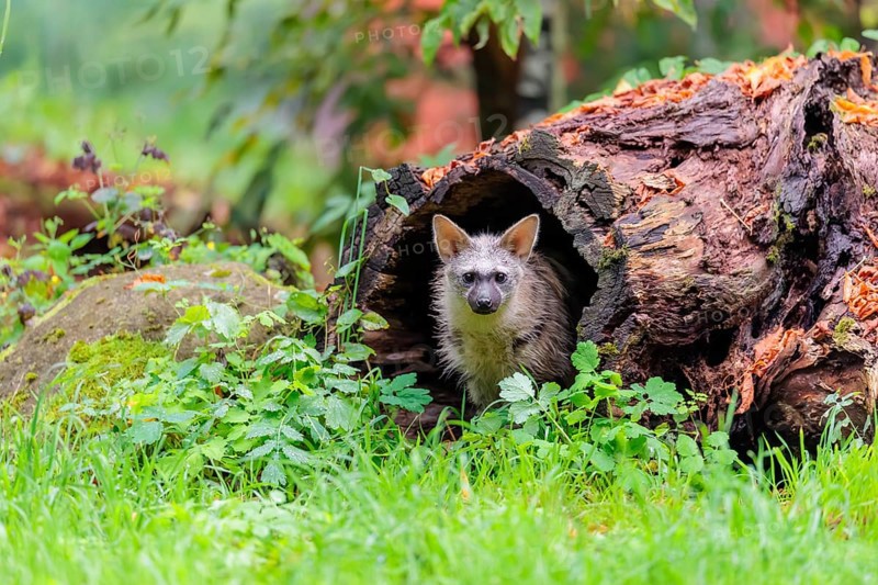 An aardwolf (Proteles cristatus) sits in a hollow, decaying tree trunk at the edge of the forest and looks out. Captive