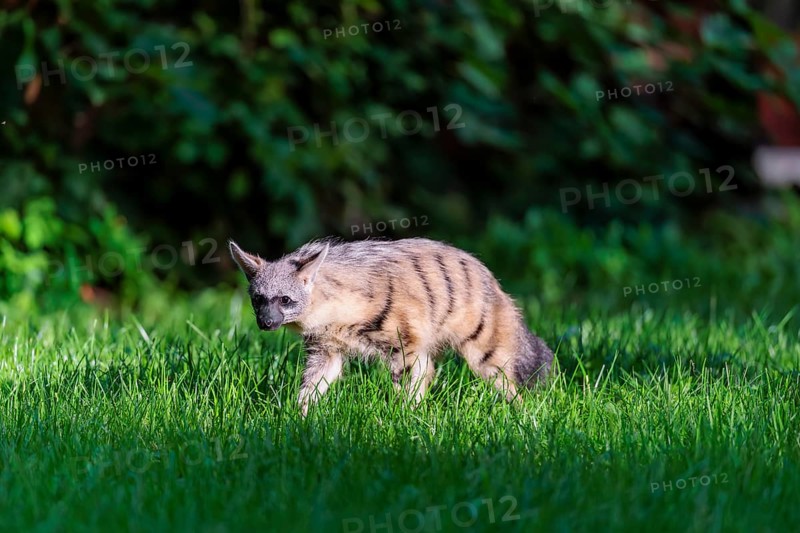 An aardwolf (Proteles cristatus) runs across a green meadow. In the background is green vegetation. Captive