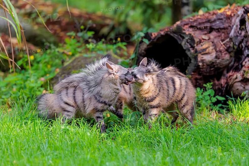 Two adult aardwolves (Proteles cristatus) fight on a green meadow at the edge of the forest. A young animal watches curiously. Captive