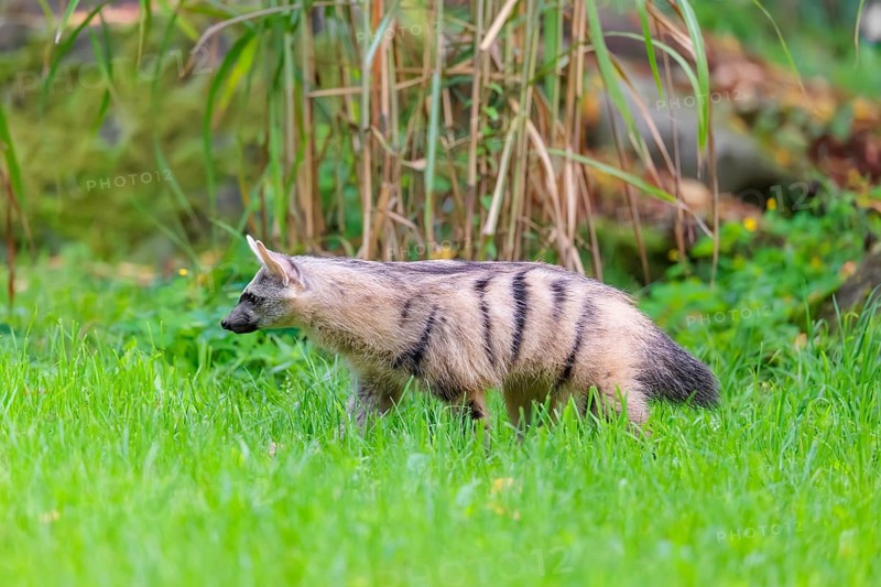 An aardwolf (Proteles cristatus) runs across a green meadow. In the background are rocks and green vegetation. Captive